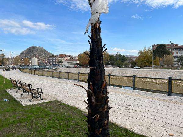 Palmiye ağacını ateşe verdiler