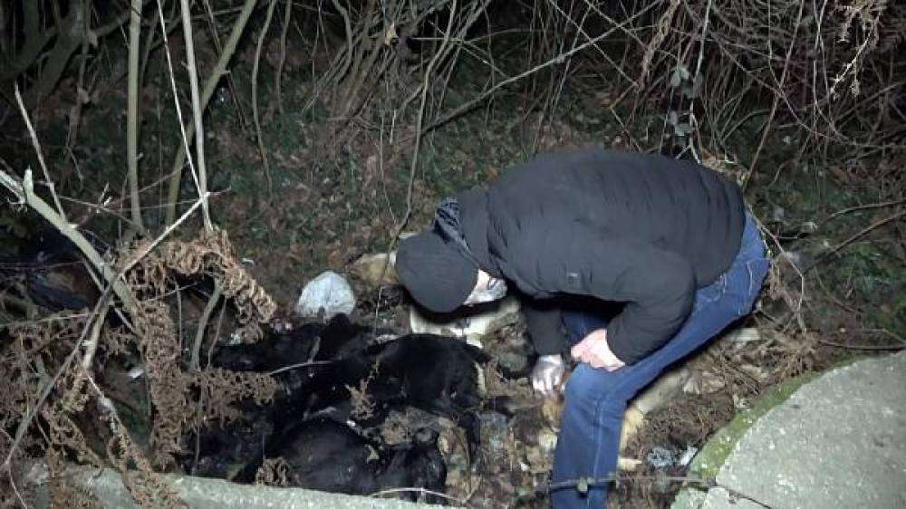 D&uuml;zce'de k&ouml;pek &ouml;l&uuml;mlerine inceleme 