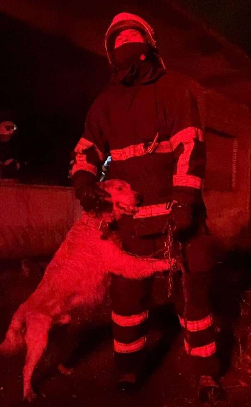 Yanan evdeki k&ouml;peği itfaiyeciler kurtardı
