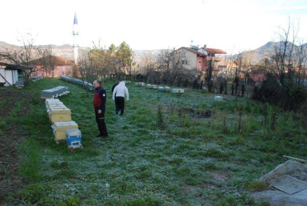 Hava sıcaklarındaki değişkenlik, arıların kış uykusuna ge&ccedil;mesini engelledi &nbsp;