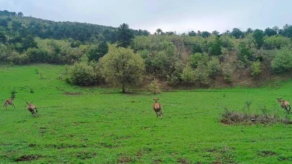 Çorum'da doğaya 4 kızıl geyik salındı