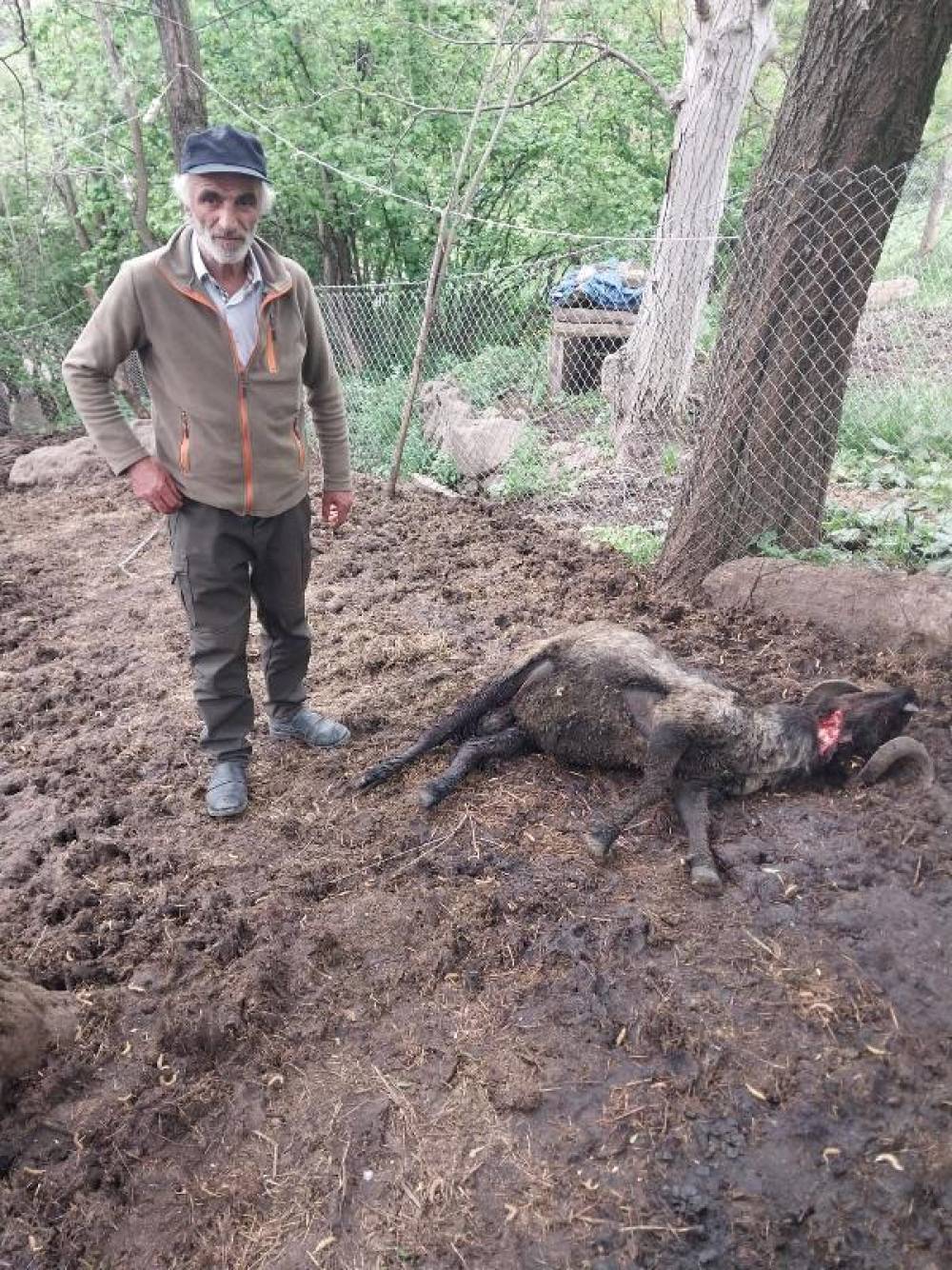 Artvin'de ağıla ayı saldırısında 20 koyun öldü