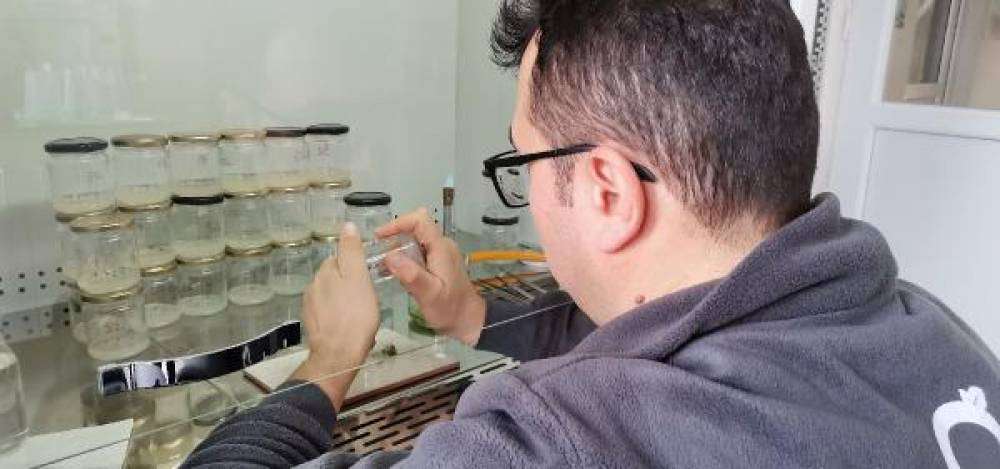 Klonlanan 6 bitki t&uuml;r&uuml;nden 40 bin fidan