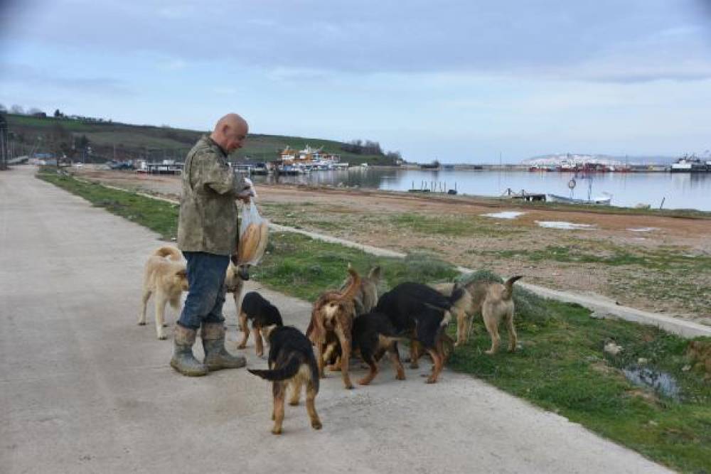 Sinop'ta limanda bulunan sokak hayvanlarına yardım çağrısı