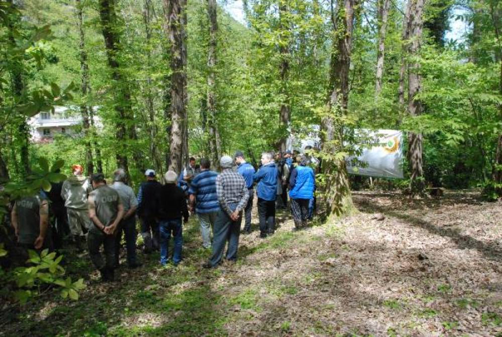 Kestane ağaçlarına zarar veren gal arısıyla mücadele için ormana 'terminatör' böcekler salındı