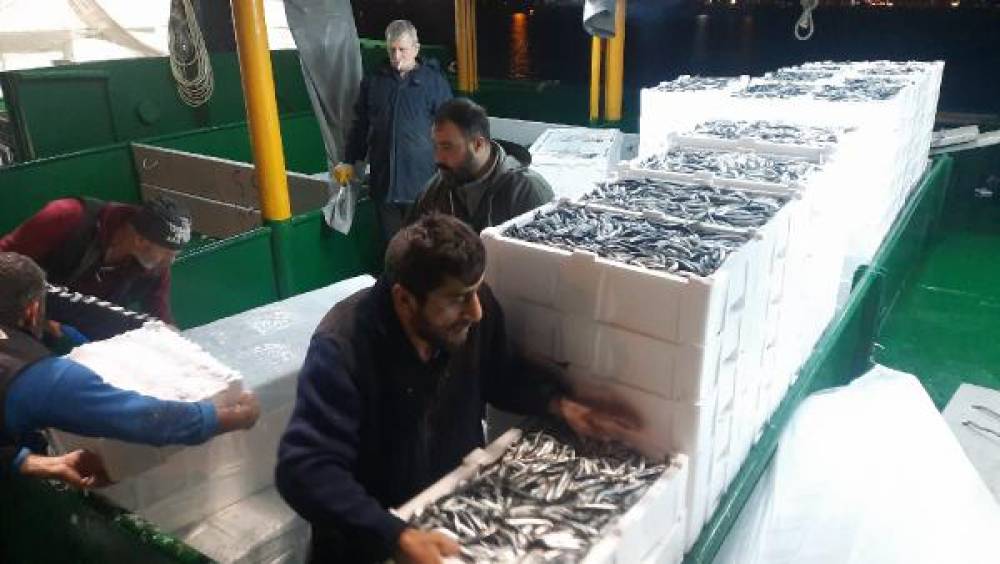 Cide'de denize açılan balıkçılar 5 bin kasa hamsi ile döndü