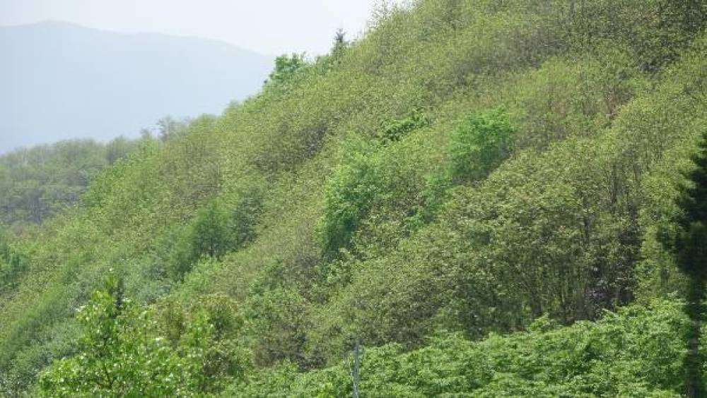 Karadeniz'de 'katil arı'ya karşı 1200 yok edici böcekle mücadele