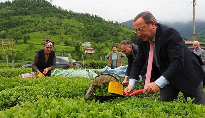 2.SÜRGÜN BAŞLADI. ÇAYKUR'DAN GELEN BİLDİRİMLERE DİKKAT !