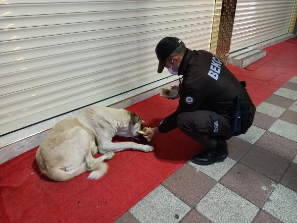 Polis ve bekçiler 'Huzur- Güven' uygulamasında yanlarına gelen köpekleri besledi