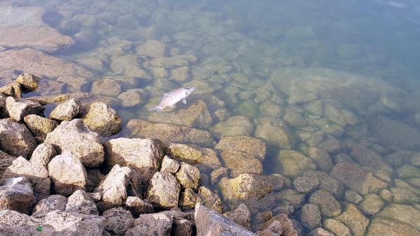 Gölköy Baraj Göleti'ndeki balık ölümlerinde sabotaj iddiasına soruşturma