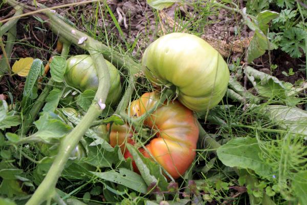 Hibrit tohumlu domatesler çürüdü, yerli tohumlular büyüdü