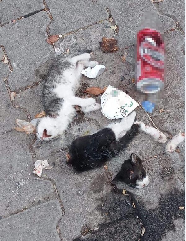 Yavru kediler, köpeklerin saldırısı sonucu ölmüş