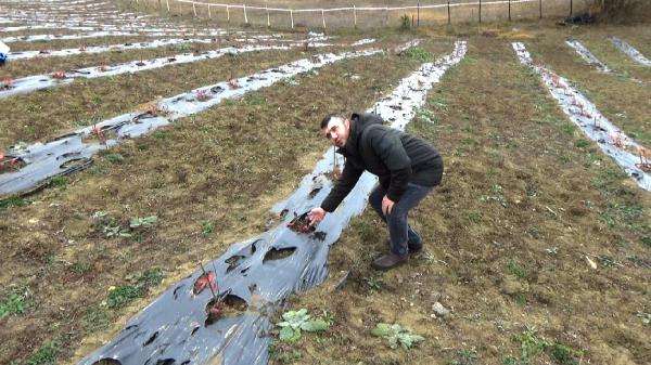 Karab&uuml;k&rsquo;te aronya &uuml;retimi başladı