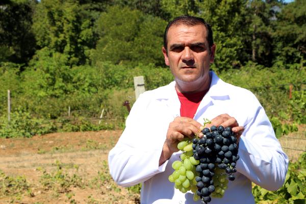 Anadolu'da üzüm üretiminde çeşitliliği artıracak araştırma tamamlandı