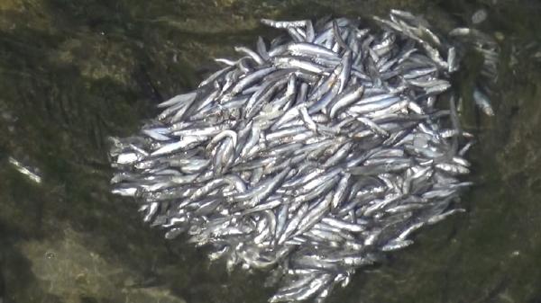 Çaya atılan balıklar kirliliğe neden oldu