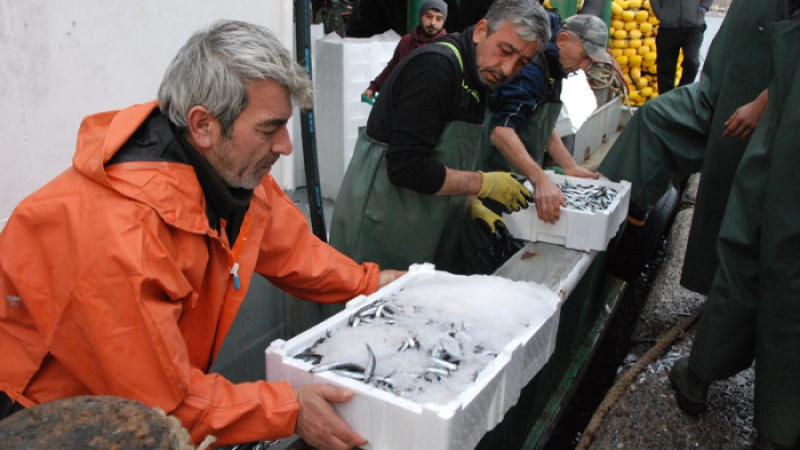 Ağ atan Karadenizli balıkçılar, 375 ton hamsiyle döndü