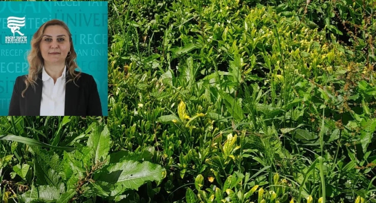 ÇAY BAHÇELERİNDE HASTALIK, ZARARLI VE YABANCI OTLARA DİKKAT