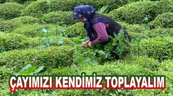 Çay hasadında 'yabancı mevsimlik işçi göçü olmasın’ çağrısı