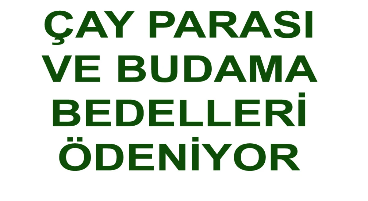ÇAY ÜRETİCİSİNE İYİ HABER ÇAY PATASI VE BUDAMA BEDELLERİ ÖDENİYOR
