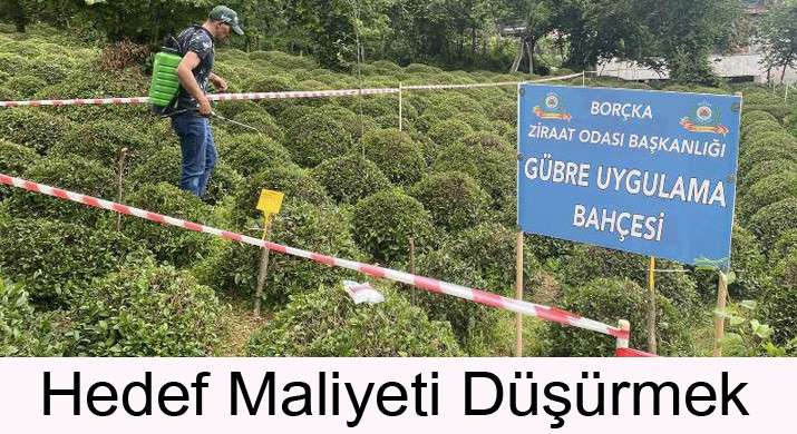 Çayda gübre maliyetini düşürmeyi hedefliyorlar