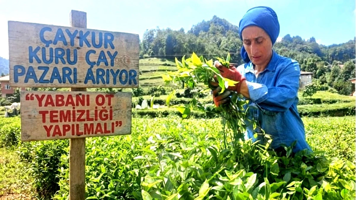 &Ccedil;AYKUR KURU &Ccedil;AY PAZARI ARIYOR