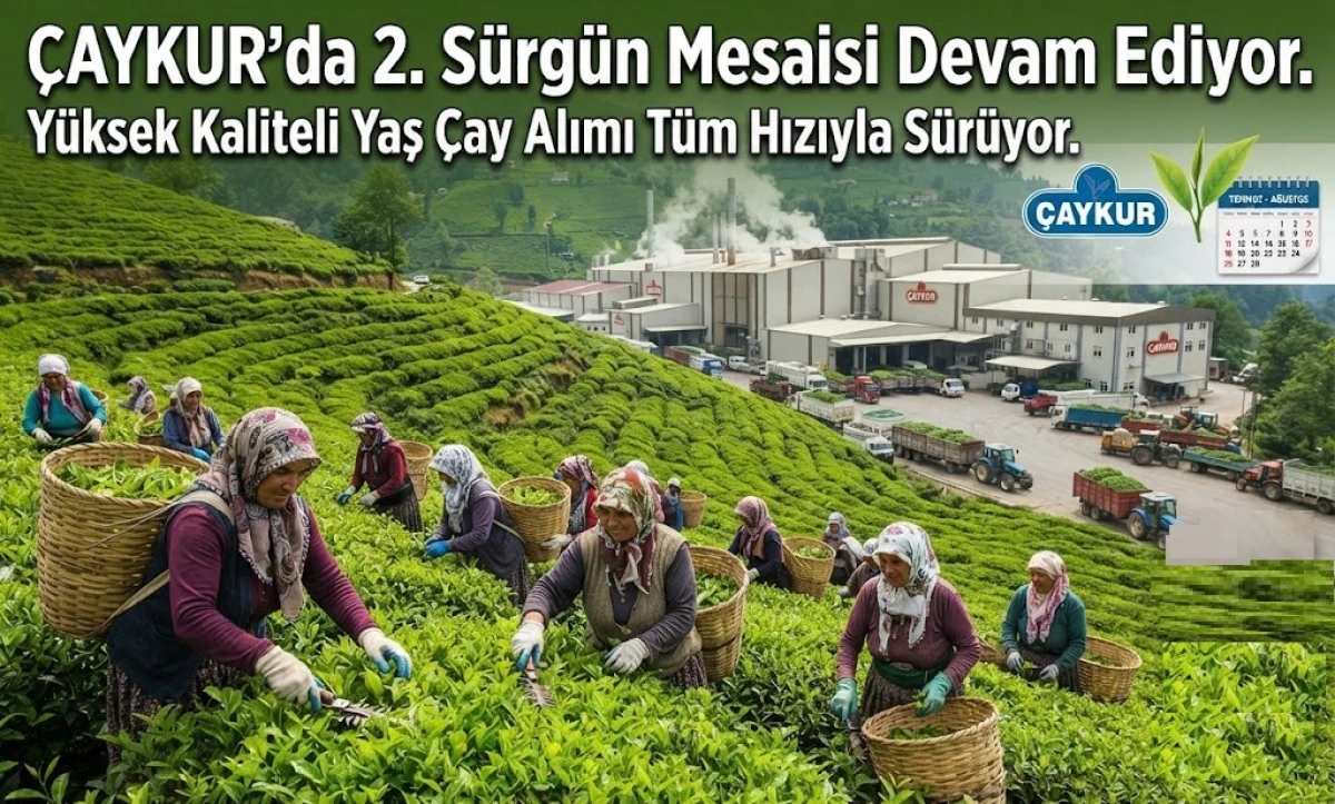 &Ccedil;AYKUR YAŞ &Ccedil;AY ALIMINDA HEDEF B&Uuml;Y&Uuml;TT&Uuml;