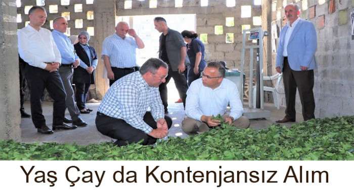 ÇAYKUR’DA KONTENJANSIZ ÇAY ALIMLARI DEVAM EDİYOR