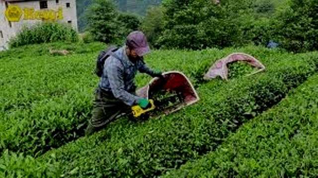 ÇAYKUR'DAN YASAK GELDİ.