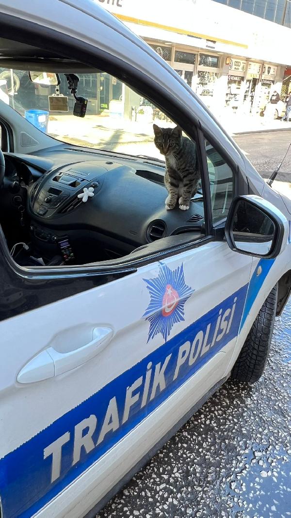 Kedi, peşindeki köpeklerden polis aracına girerek kurtuldu