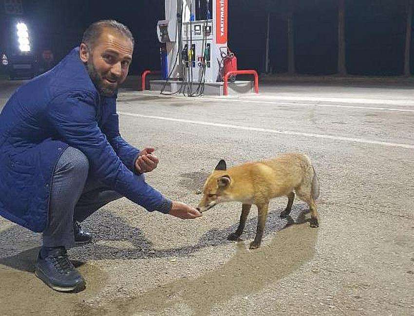 KARADENİZLİ Milli futbolcunun babası tilkiyi eliyle besledi