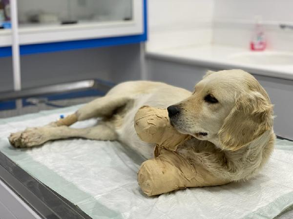 Samsun'da, patileri kesilen yavru köpek, hayati tehlikeyi atlattı