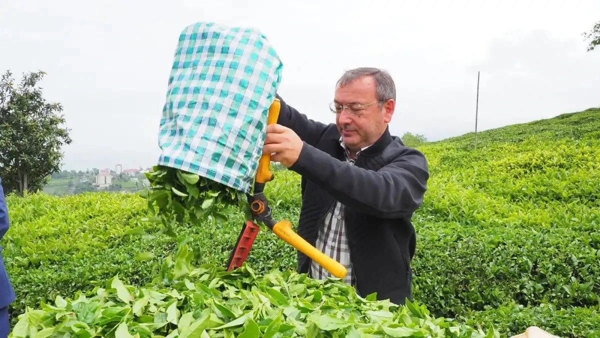 Gizlimiz Saklımız  Yok, Her Şey Ortada