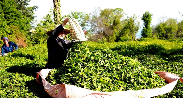 Hükümet doğalgaza- elektriğe yaptığı zam gibi yaş çaya da zam yapmalı
