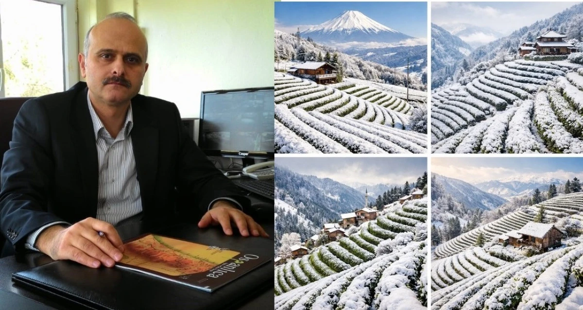 KAR YAĞIŞININ ÇAY BİTKİSİ (CAMELLİA SİNENSİS) I ÜZERİNDEKİ OLUMLU ETKİLERİ