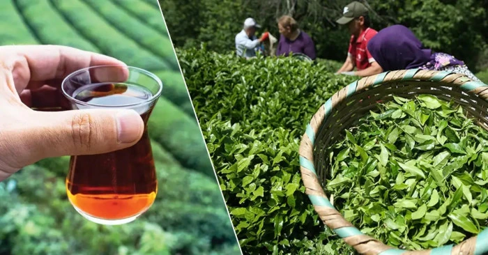 RİZE ÇAYI İHRACAAT REKORU KIRDI. ŞİMDİ SIRA YAŞ ÇAY FİYATINDA