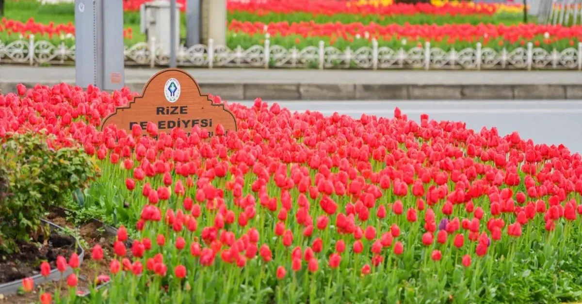 RİZE SOKAKLARI LALELERLE BİR BAŞKA GÜZEL