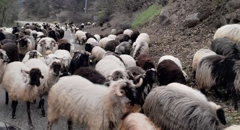RİZE'DE BAHAR GELDİ GÖÇ BASLIYOR.