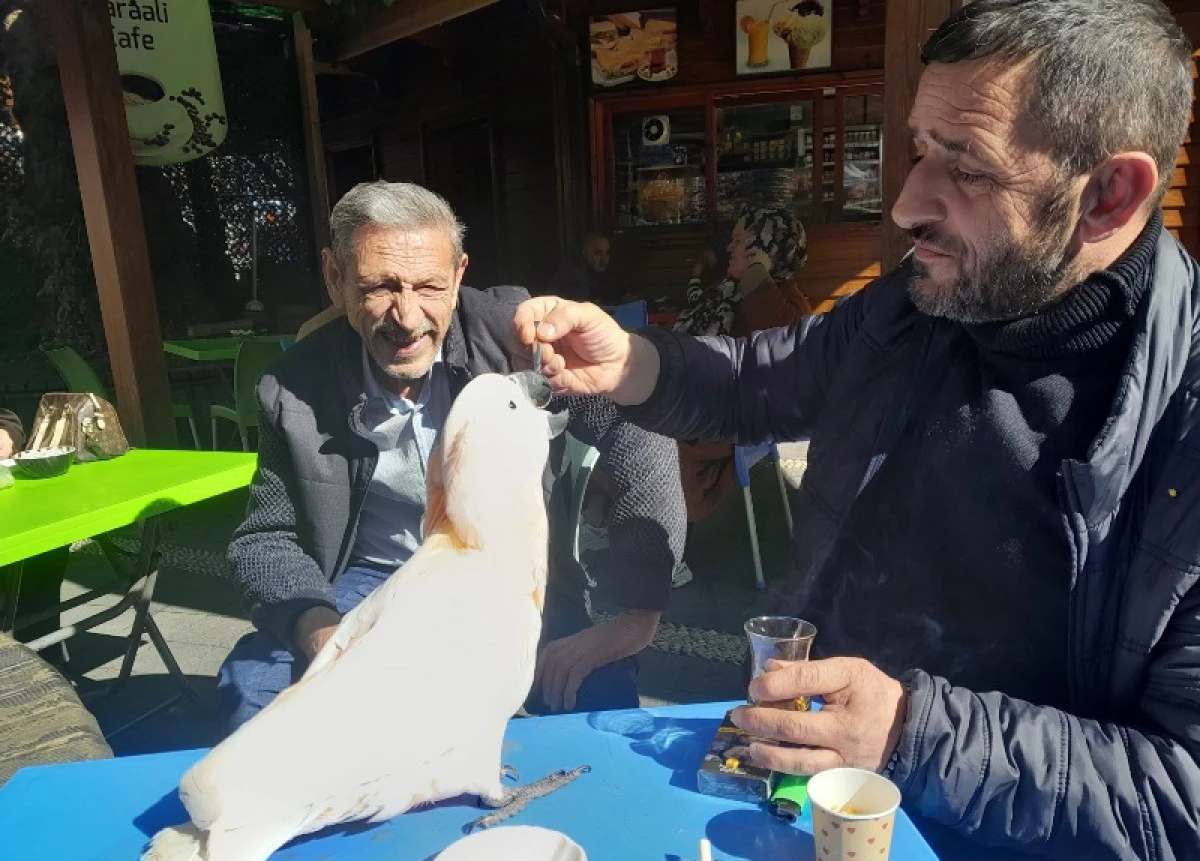 Rize’de Çay Tiryakisi Papağan