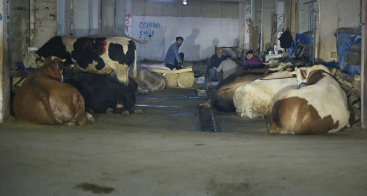 RİZE'DE  KURBAN  PAZARI  HİZMET VERMEYE BAŞLADI