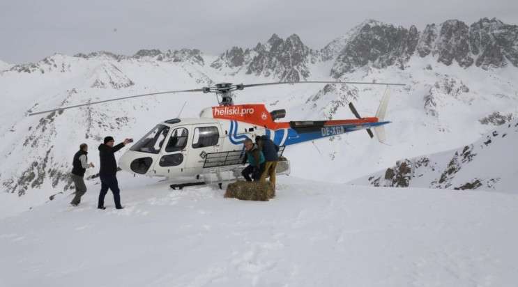 RİZE'DE YABAN HAYVANLARINA HELİKOPTERLE YEM