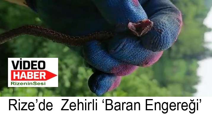 Rize'dezehirli ‘Baran engereği’ görüldü