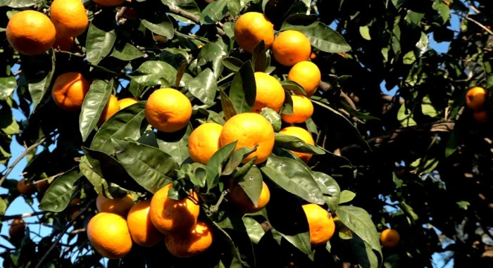 Rize’nin Unuttuğu Değer: Rize Mandalinası Artık Dünya Piyasasında, Ama İsimsiz