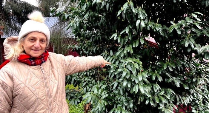 Şap Hastalığına Karayemişli Çözüm