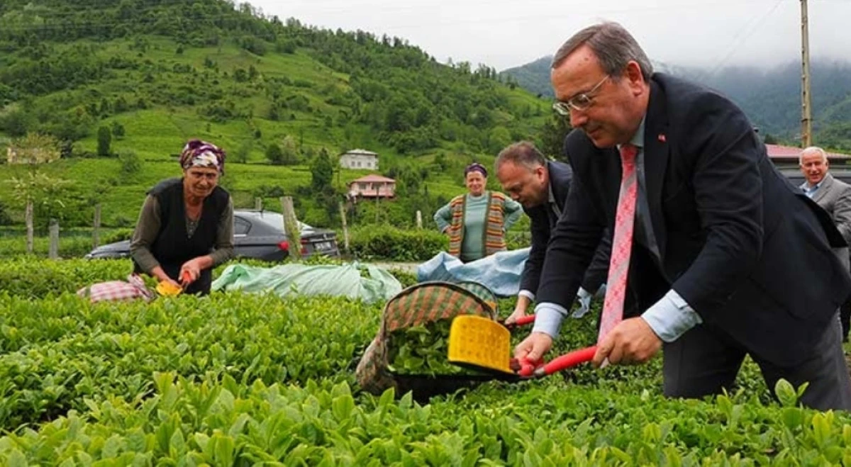 SEZON ÖNCESİ YAŞ ÇAY ÜRETİCİLERİNE ÇOK ÖNEMLİ UYARILAR