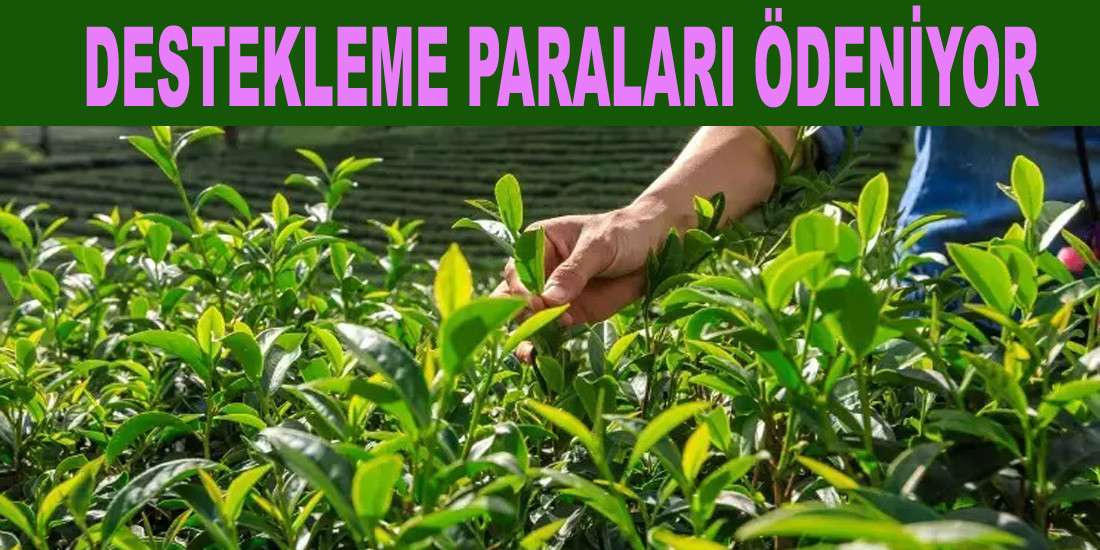 YAŞ ÇAY DESTELEME ÖDEMELERİ İÇİN RİZE SİYASETİ DEVREDE