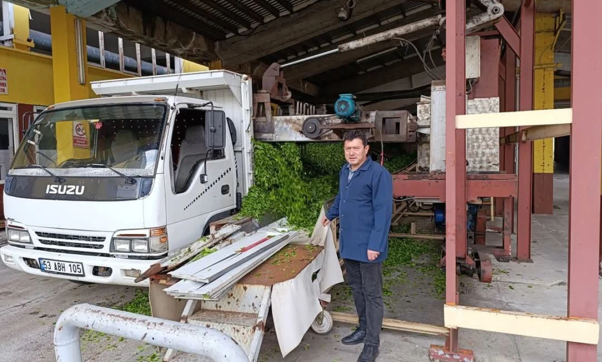 YAŞ ÇAY ÜRETİMİ BAŞLADI.  ÜRETİCİ  TARLADA ÇAYKUR SAHADA 