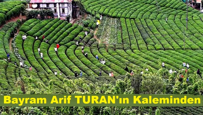 Yaş Çayın İki Büyük Sorunu